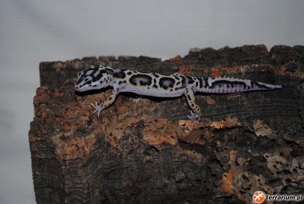 MACK SNOW ZORRO BANDIT BOLD JUNGLE