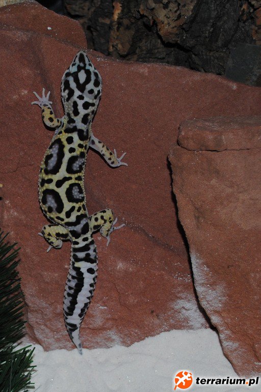 MACK SNOW ZORRO BANDIT BOLD JUNGLE