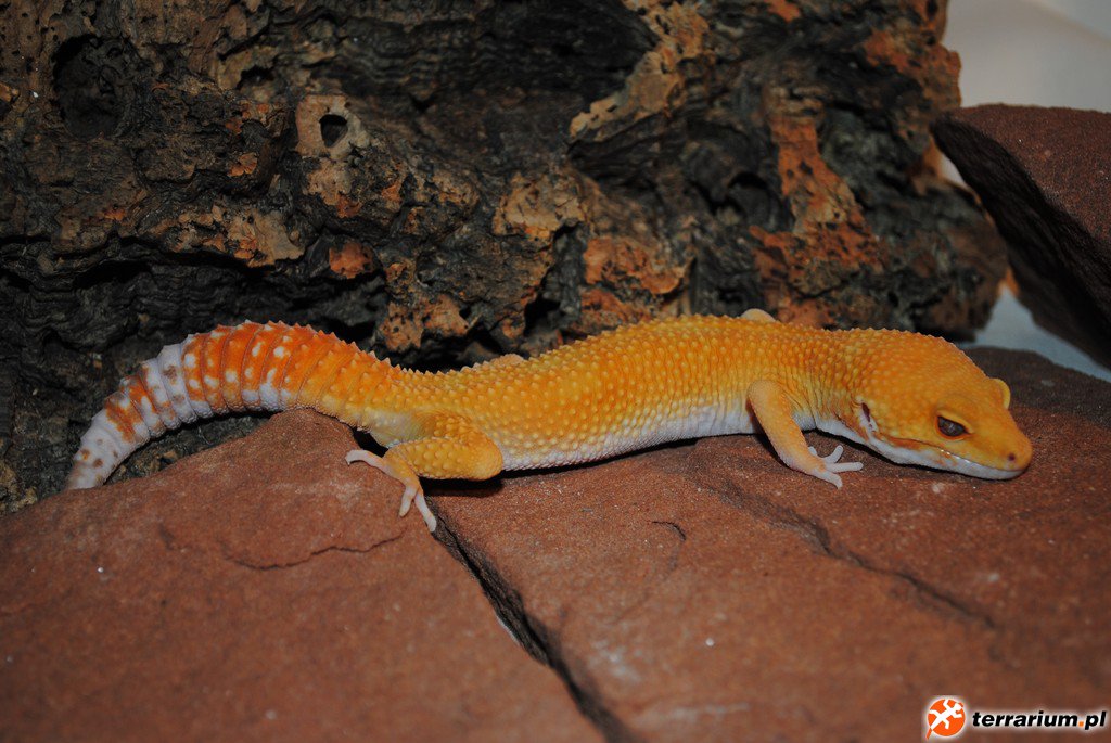 SUNGLOW - MALE