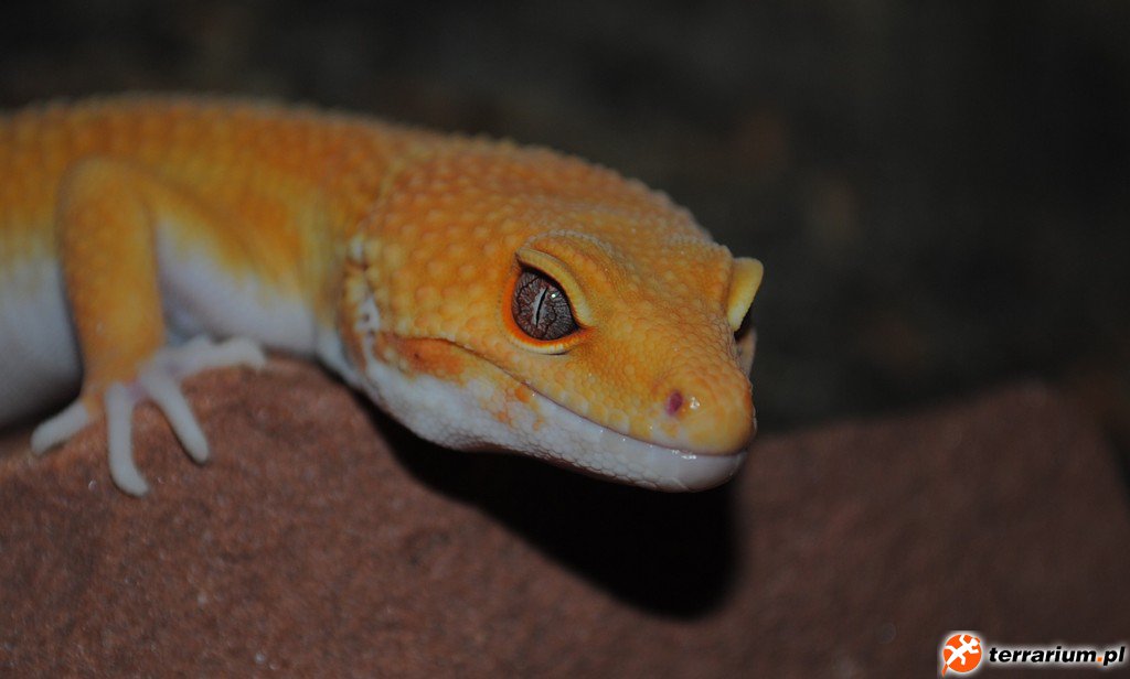 SUNGLOW - MALE 02