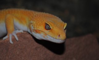 SUNGLOW - MALE 02 SUNGLOW - MALE 02