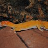 SUNGLOW - MALE
