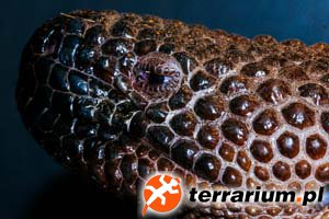 Heloderma horridum exasperatum