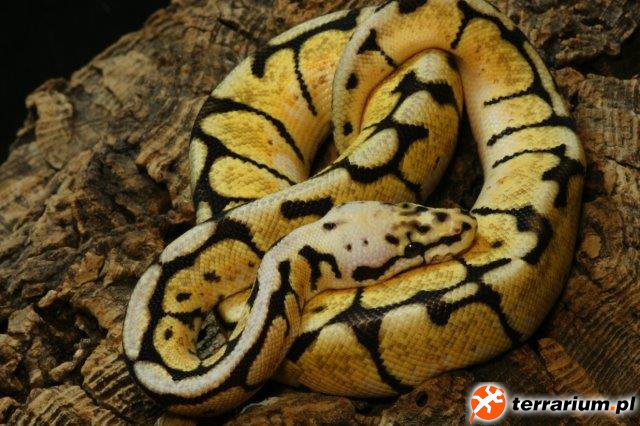 Bumble Bee HRA (Pastel Spider Het Red Axanthic)