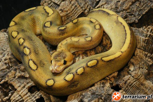 Champaigne HRA (Het Red Axanthic)