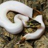 High White Pied