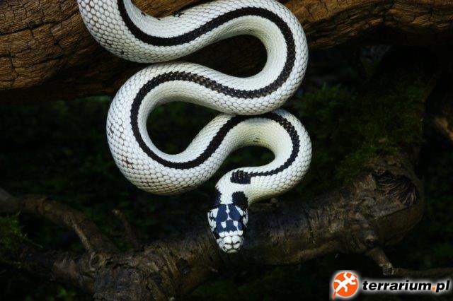 Lampropeltis getulus californiae - reverse stripe