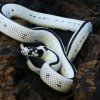 Lampropeltis getulus californiae - reverse stripe