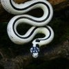 Lampropeltis getulus californiae - reverse stripe