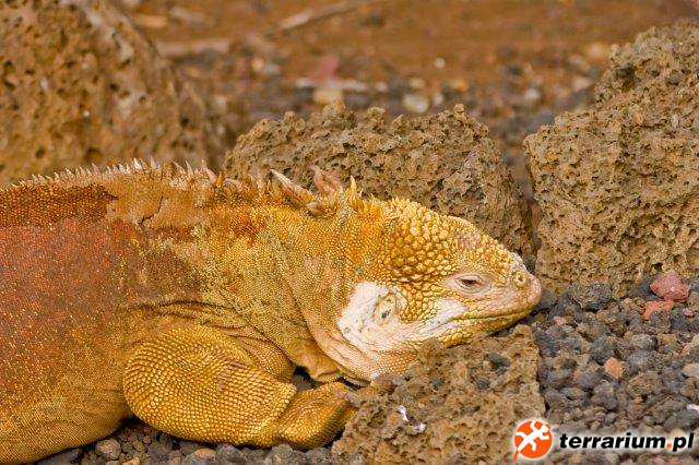 Galapagos Conolophus subcristatus