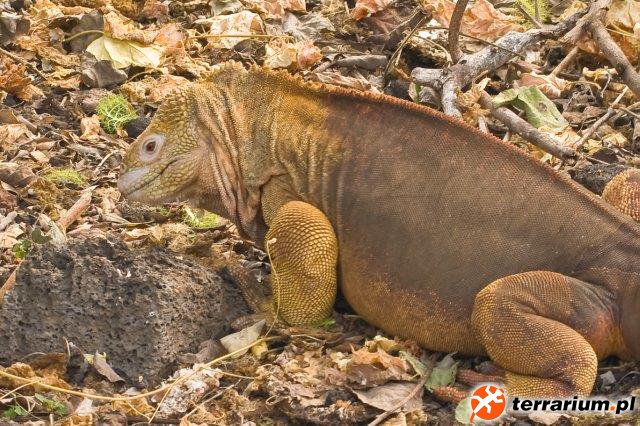 Galapagos Conolophus subcristatus