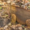 Galapagos Conolophus subcristatus