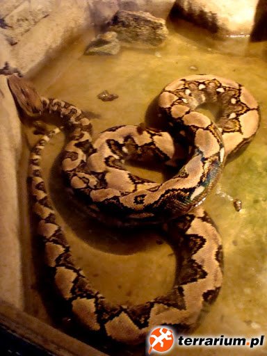 Python reticulatus