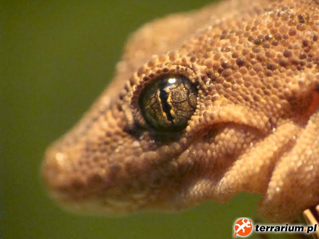 DSC04631