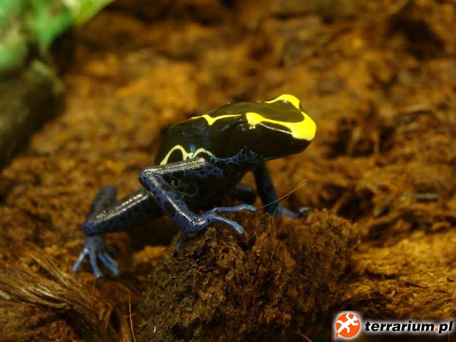 Dendrobates tinctorius - na zapleczu