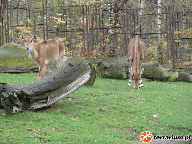 Zoo Wrocław