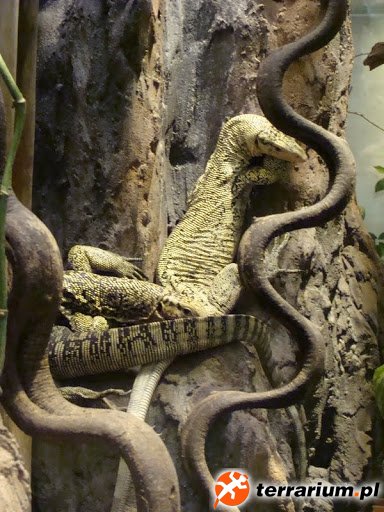 Zoo Wrocław