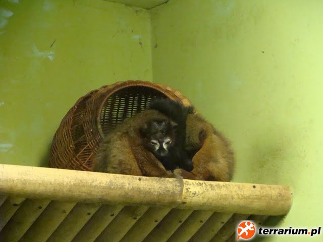 Zoo Wrocław