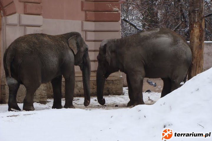 Zoo Wrocław