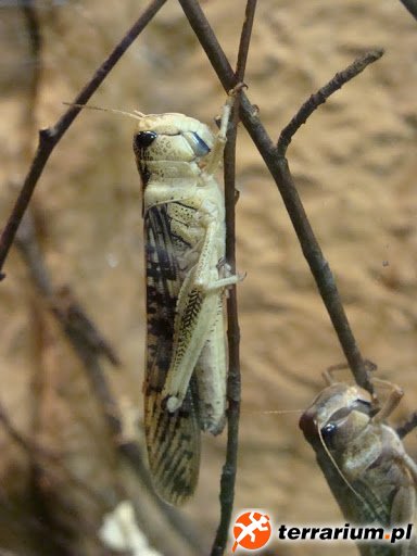 Zoo Wrocław