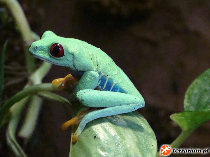 Agalychnis callidryas