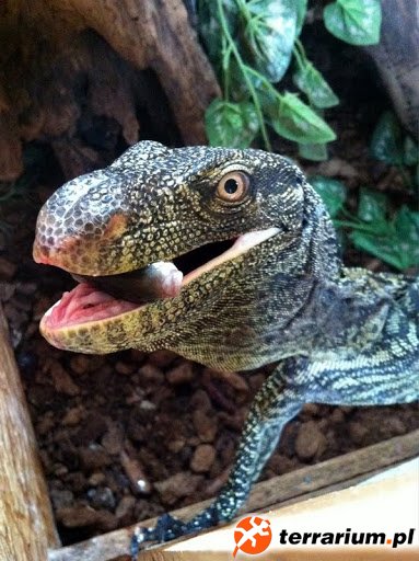 Varanus salvadorii
