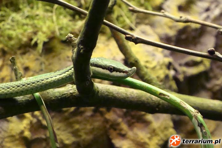 Zoo Wrocław