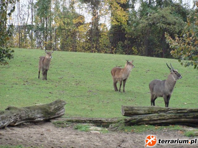Zoo Wrocław