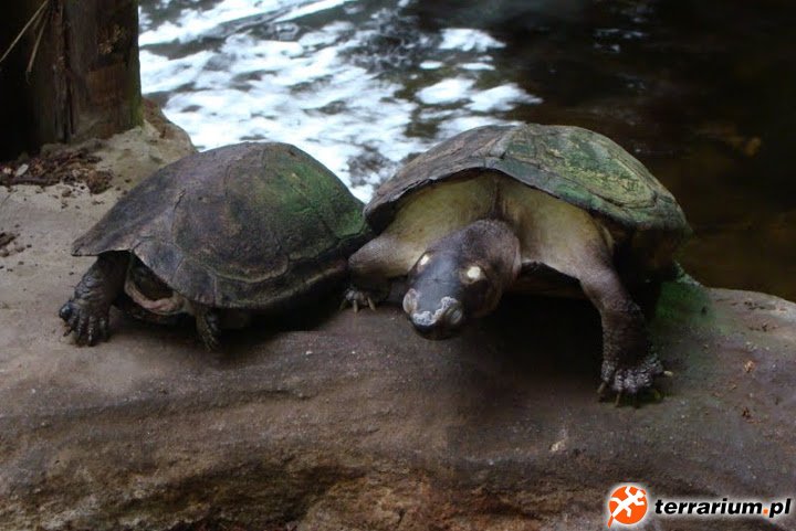 Zoo Wrocław