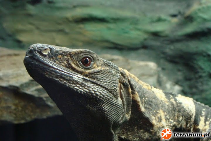 Zoo Wrocław