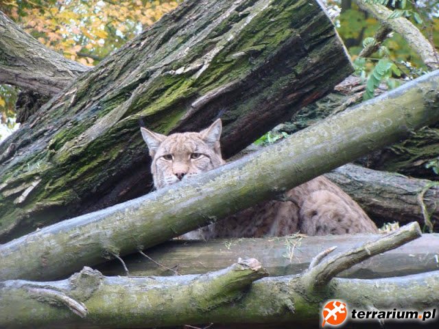 Zoo Wrocław