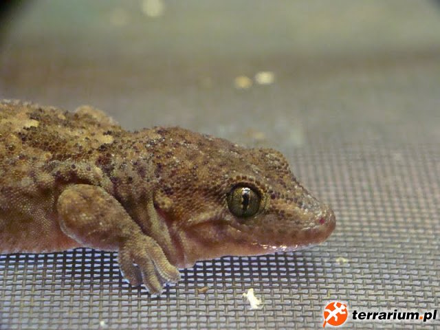 DSC04763