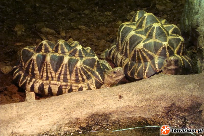 Zoo Wrocław