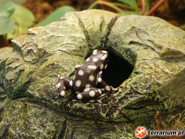Excidobates mysteriosus - na zapleczu
