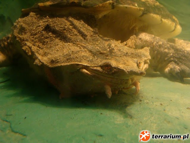 DSC04391