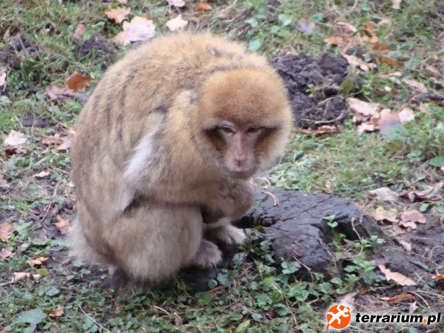 Zoo Wrocław