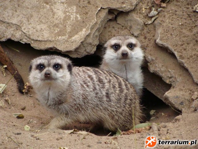 Zoo Wrocław