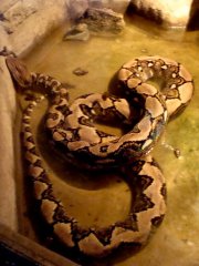Python reticulatus