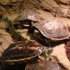 Zoo Wrocław