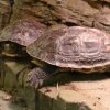Zoo Wrocław