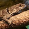 Zoo Wrocław