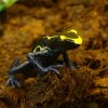 Dendrobates tinctorius - na zapleczu