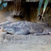 Zoo Wrocław