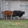Zoo Wrocław