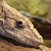Zoo Wrocław