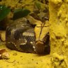 Zoo Wrocław