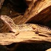 Zoo Wrocław