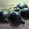 Zoo Wrocław