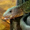 ZOO Wrocław