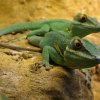 Zoo Wrocław